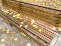 Autumn yellow maple leaves lie on a park bench wet from the rain, selective focus Royalty Free Stock Photo