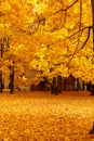 Autumn and yellow maple leaves in the park in Kolomenskoye park in autumn season aerial view, Moscow, Russia Royalty Free Stock Photo