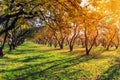 Autumn and yellow maple leaves in the park in Kolomenskoye park in autumn season aerial view, Moscow, Russia Royalty Free Stock Photo