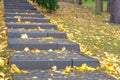 Autumn yellow maple leaves on pedestrian stairs in city rainy weather. Fallen bright leaves on city park