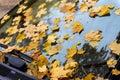 Autumn yellow maple leaves stick on the windshield of a car. Autumn mood, Close up Royalty Free Stock Photo