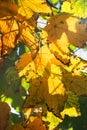 Autumn yellow maple leaves on a tree in garden or forest with soft focus. Concept of autumn nature Royalty Free Stock Photo