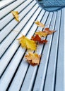 Autumn yellow maple leaves on a white wooden Park bench. Royalty Free Stock Photo