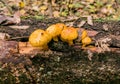 Autumn mushrooms grow on a fallen tree Royalty Free Stock Photo