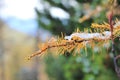 Autumn yellow needles of larch covered first snow, selective soft focus on background, closeup. Coniferous tree with