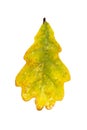 Autumn yellow oak leaf with raindrops. Isolate on a white background Royalty Free Stock Photo