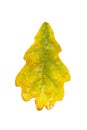 Autumn yellow oak leaf with raindrops. Isolate on a white background Royalty Free Stock Photo