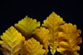 Autumn yellow oak leaves on black backdrop, close-up. Abstract leafy background, copy space Royalty Free Stock Photo