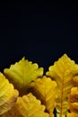 Autumn yellow oak leaves on black backdrop, close-up. Abstract leafy background, copy space. Vertical flat lay Royalty Free Stock Photo