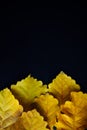 Autumn yellow oak leaves on black backdrop, close-up. Abstract leafy background, copy space. Vertical flat lay Royalty Free Stock Photo