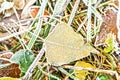 Autumn yellow one leaf on the ground covered with frost Royalty Free Stock Photo