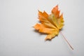 Autumn yellow one maple leaf on a gray backdrop. Royalty Free Stock Photo