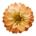 Autumn yellow-orange flower dahlia on a white isolated background with clipping path. Closeup. Royalty Free Stock Photo