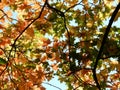 Autumn yellow, orange, green, red maple leaves on the sky Royalty Free Stock Photo