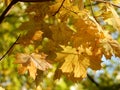 Autumn yellow, orange, green, red maple leaves on the sky, selective focus Royalty Free Stock Photo