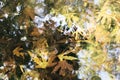 Autumn leaves in the creek.