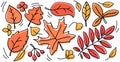 Autumn yellow and orange leaves set. Isolated on white background vector illustration. Trees foliage elements for seasonal Royalty Free Stock Photo