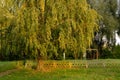 Autumn Yellow and orange leaves on the tree near metal old fence Royalty Free Stock Photo