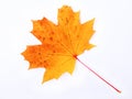 Autumn yellow-orange maple leaf on a white background, symbol of Canada Royalty Free Stock Photo