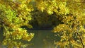 Autumn, yellow and orange maple leaves swing in the wind against the background of the river, lake
