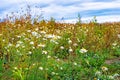 Autumn yellow plant and different herbs on the meadow. Wildflower meadow, flower meadow, wildflowers