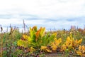 Autumn yellow plant and different herbs on the meadow. Wildflower meadow, flower meadow, wildflowers