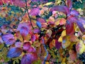 Autumn yellow-red and blue shade leafs bush
