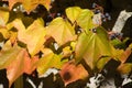 Autumn yellow red boston ivy leaves closeup view with selective focus on foreground Royalty Free Stock Photo