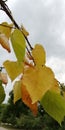 Autumn yellow and red leafs on a background of green trees and sky . Bright contrasting autumn natural background.