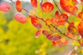 Autumn yellow and red leaves. Aspen. Nature of the central Russia.