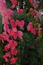 In autumn, yellow and red leaves