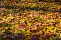 Autumn. Yellow and red leaves lie on the grass. November. Leaf fall Royalty Free Stock Photo