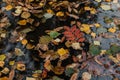 Autumn yellow and red leaves lie in a puddle Royalty Free Stock Photo