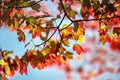 Autumn yellow red maple leaves on a blurred forest background, very shallow focus. Colorful foliage in the autumn park. Royalty Free Stock Photo