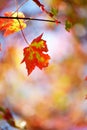 Autumn yellow red maple leaves on a blurred forest background, very shallow focus. Colorful foliage in the autumn park. Royalty Free Stock Photo