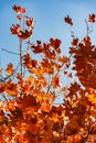 Autumn yellow red and orange laeves on tree against blue sky in autumn