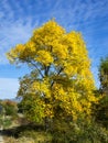 Autumn yellow tree against the blue sky_2 Royalty Free Stock Photo