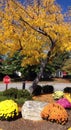 Autumn yellow Royalty Free Stock Photo