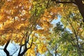 Trees against the sky. The tops of the trees. Autumn Royalty Free Stock Photo