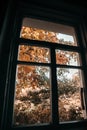 Autumn yellow trees, leaves outside the window Royalty Free Stock Photo