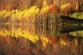 Autumn yellow Trees reflected in lake during Fall. Autumn forest photography