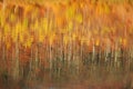 Autumn yellow Trees reflected in lake during Fall. Autumn forest photography