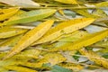Autumn yellow willow leaves