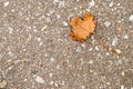 Fallen leaf on gray asphalt in autumn Royalty Free Stock Photo