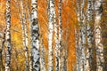 Autumn yellowed birch forest