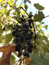 Natural wallpaper. Macro shot of blue dry grapes. Abstract still life. Royalty Free Stock Photo