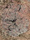 A tree stump covered with autumn grass. Abstract texture. Natural autumn wallpaper. Royalty Free Stock Photo