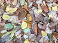 Multicolored autumn leaves. Textured deciduous carpet. Natural abstraction. Royalty Free Stock Photo