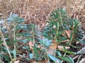 Green sprouts in the yellowed grass. Autumn natural wallpaper. Abstraction. Royalty Free Stock Photo