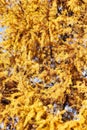 Autumn yellowed larch branches close up , Autumn Background , fall season concept